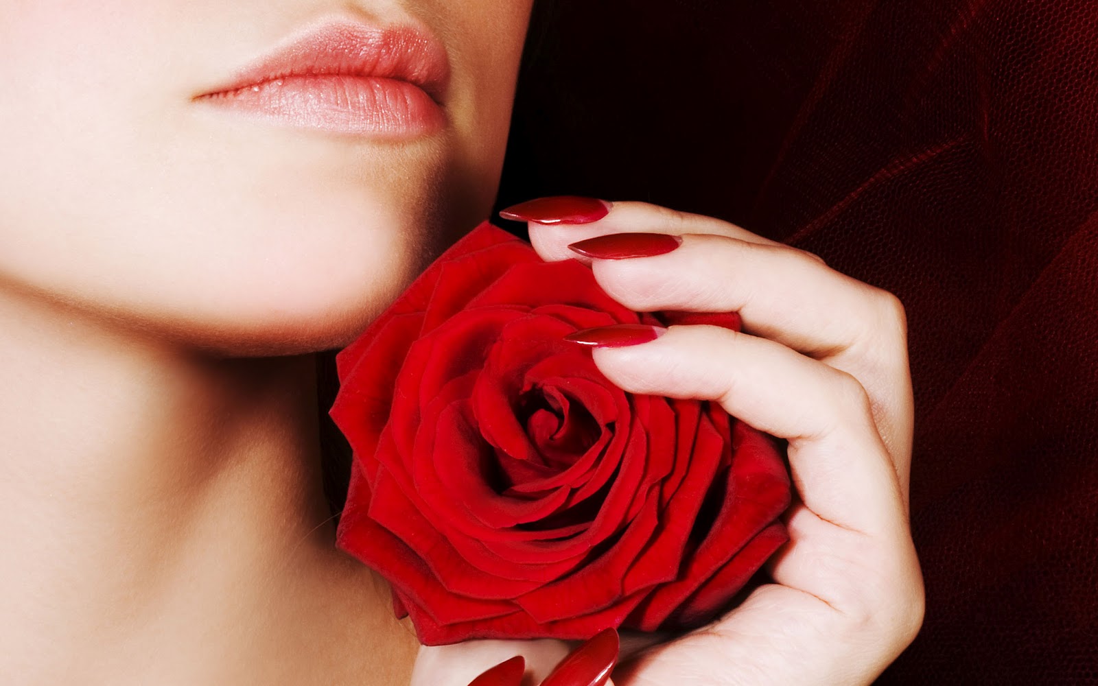 Valentine S Day Romantic Rose HD Desktop Wallpaper