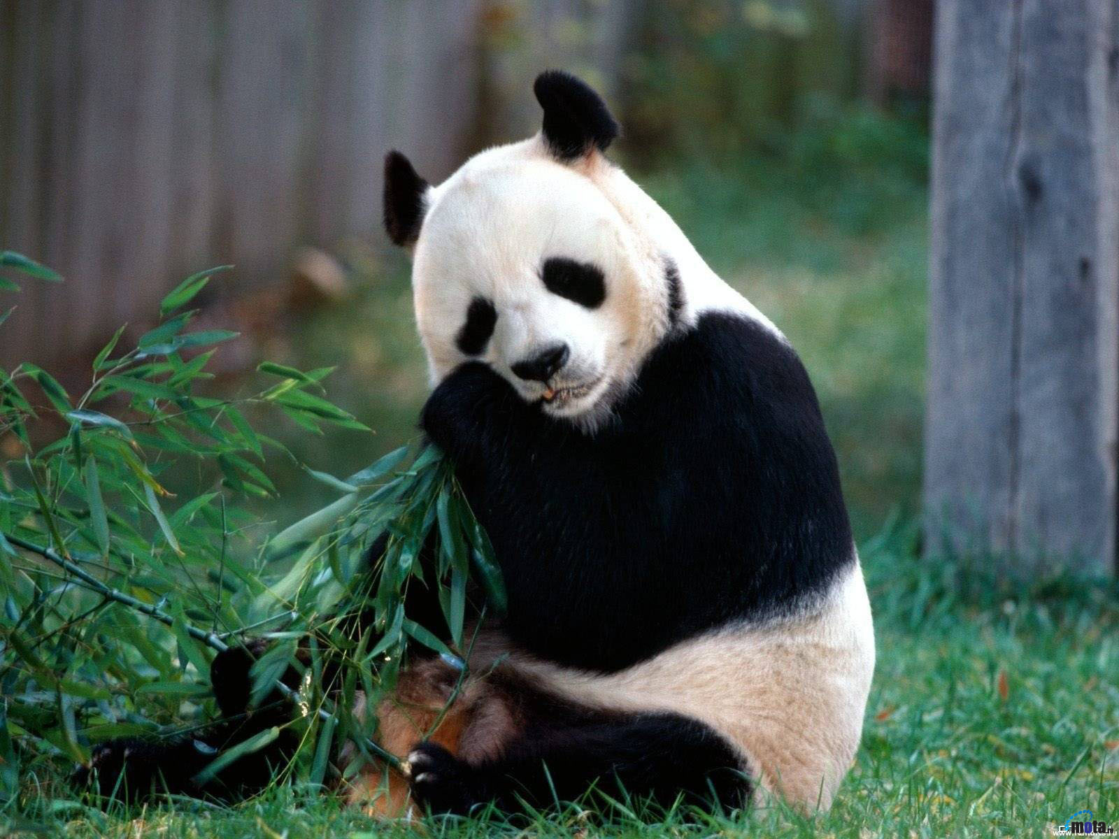 Download wallpaper Giant Panda eat bamboo
