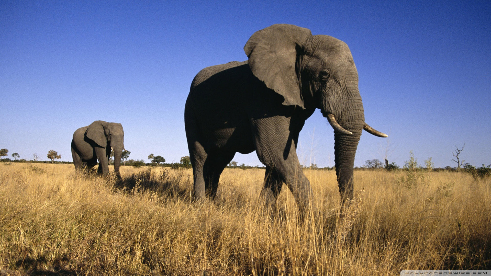African Elephants Wallpaper