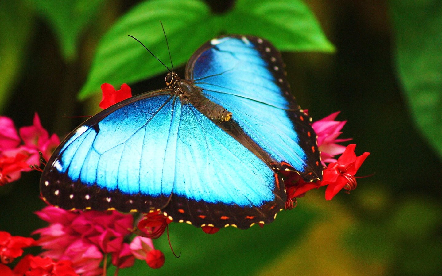 Butterfly Wallpaper Applications Android Et Tests Androidpit