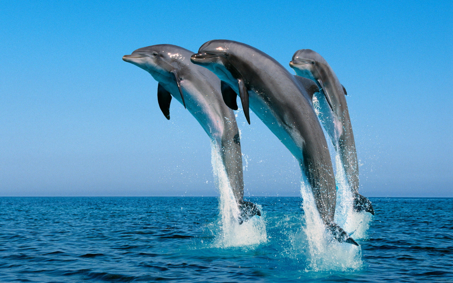 Free Download Dolphin Wallpapers Hd Pictures One Hd Wallpaper