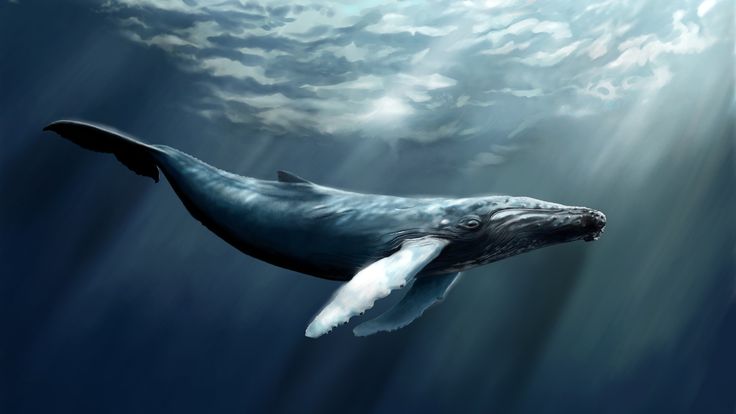Humpback Whale Desktop Wallpaper A Of Time