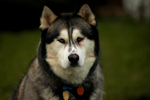 Alaskan Husky Question And Answer Photos