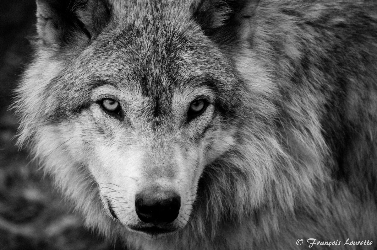  Black and White Wolf Wallpaper  WallpaperSafari