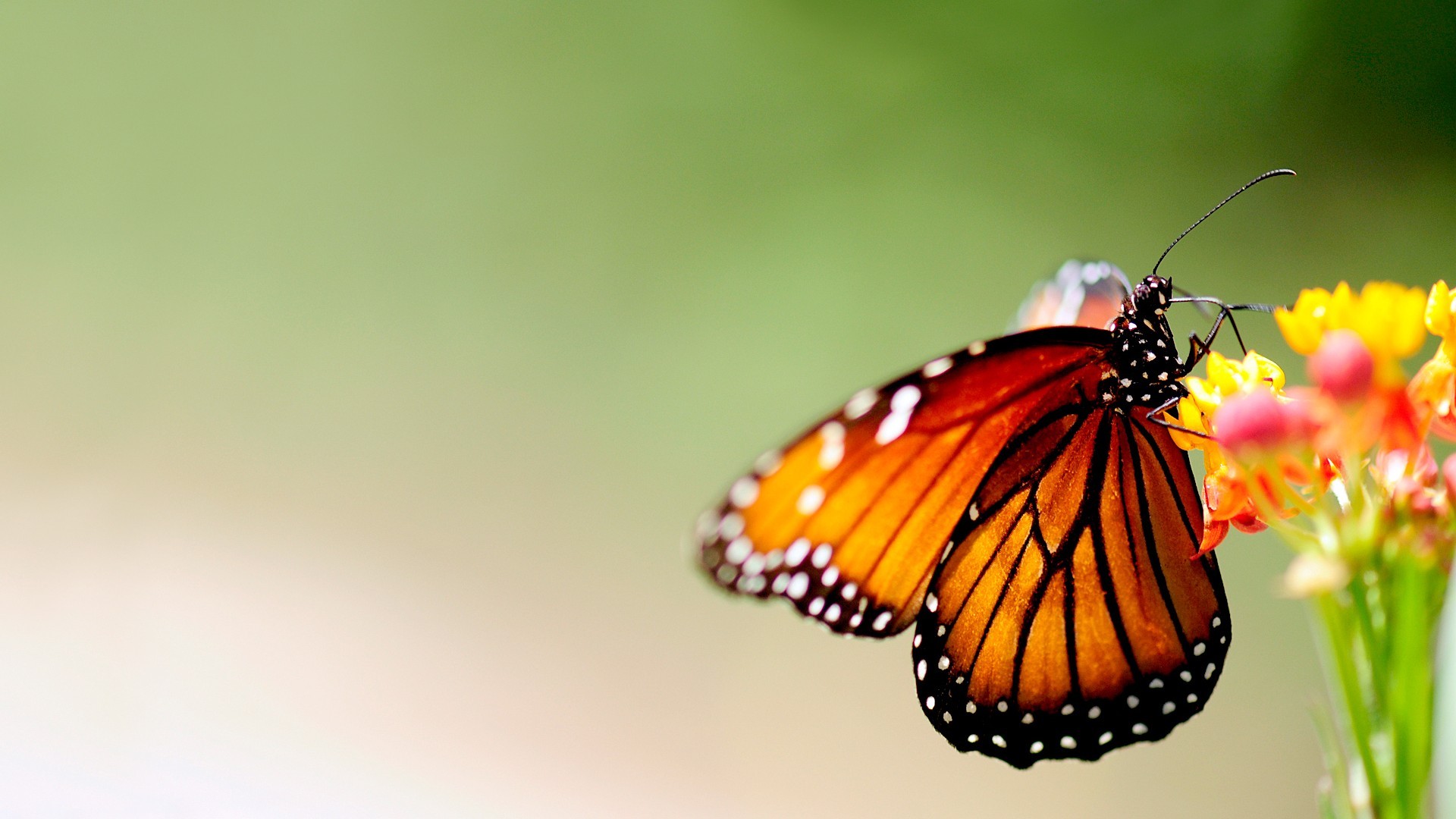 Cute Butterfly Wallpaper