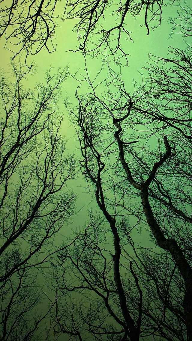 Wallpaper With Awesome Trees For The iPhone