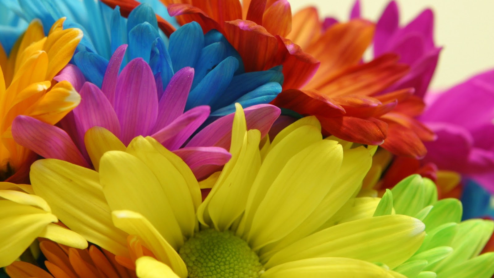 Flowers Flower Wallpaper Colorful Pictures