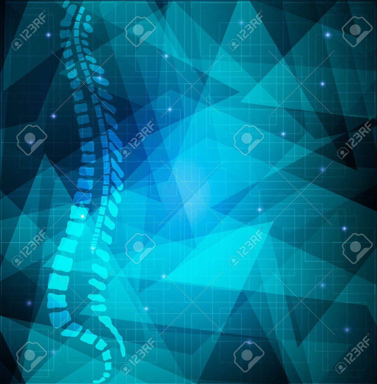 Free download What is the Spine with pictures [741x800] for your ...