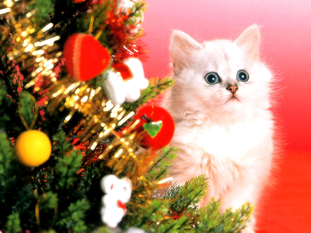 Christmas Cats Wallpaper Cat Eyes Desktop In Nature Picture