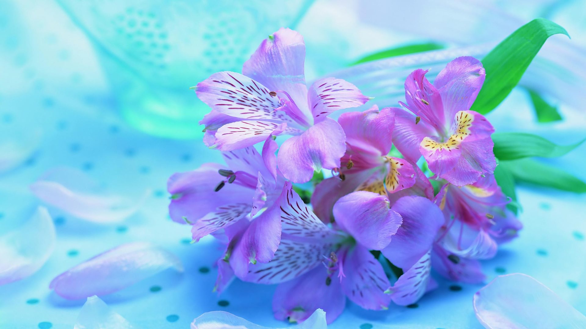 Beautiful flower wallpaper for desktop wallpaper