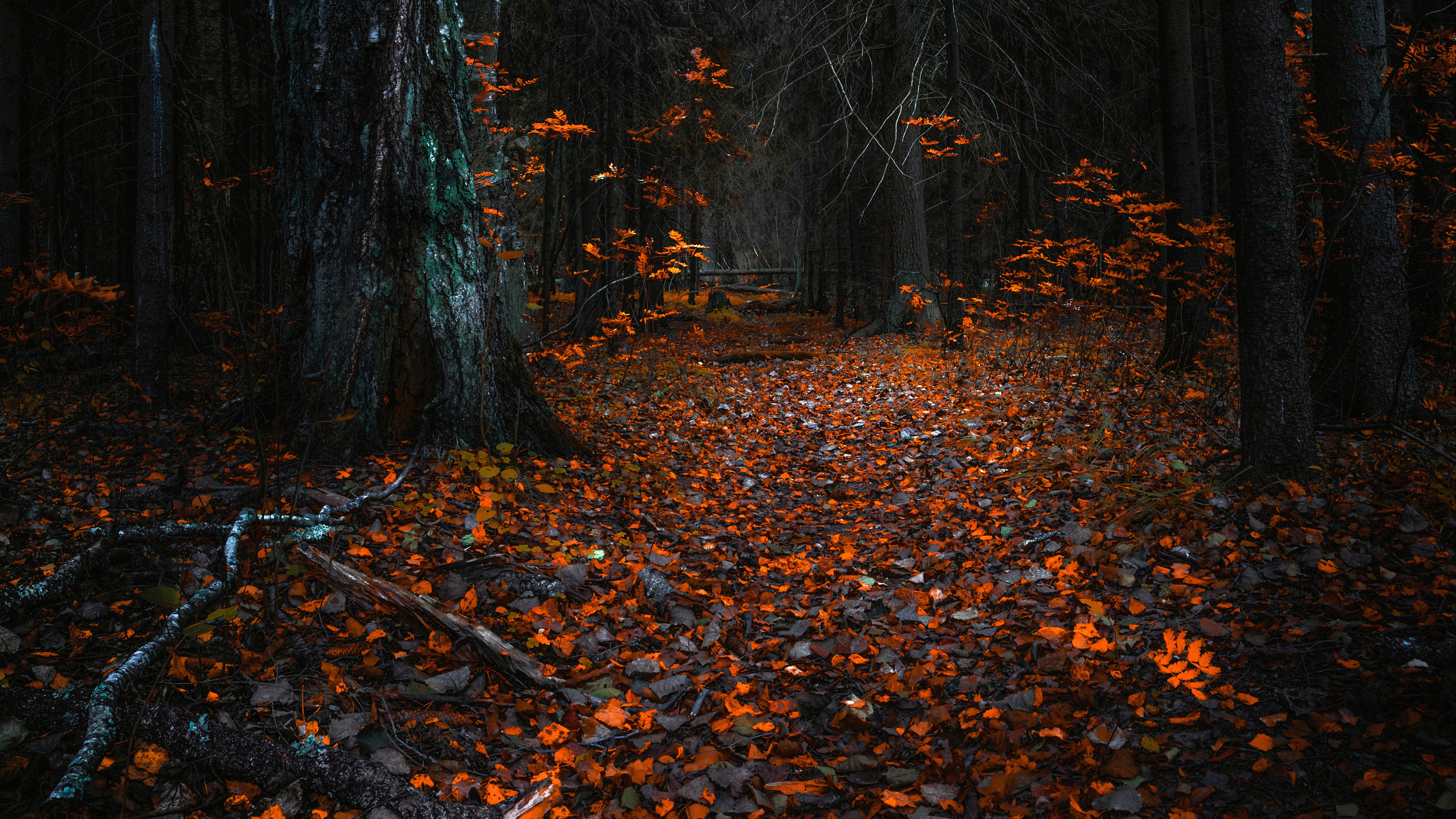 Autumn Leaves In A Dark Forest UHD 8k Wallpaper