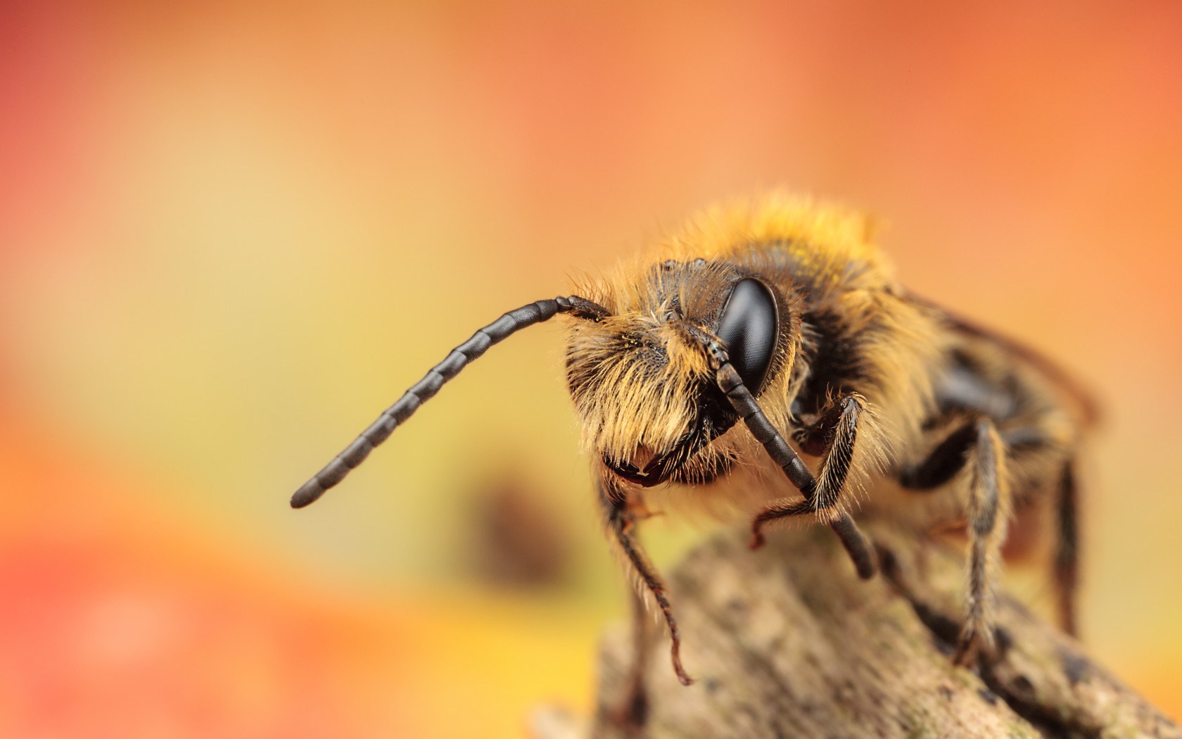 Bee Wallpaper HD Pictures One Background