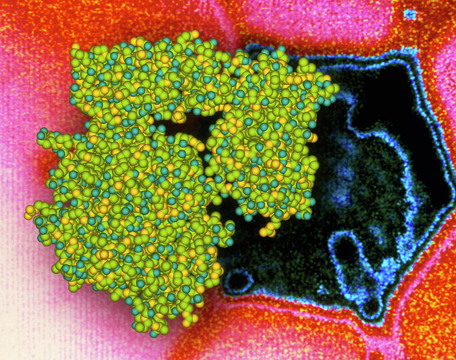 Viral Enzyme Neur Aminidase On Flu Virus Photograph By Alfred