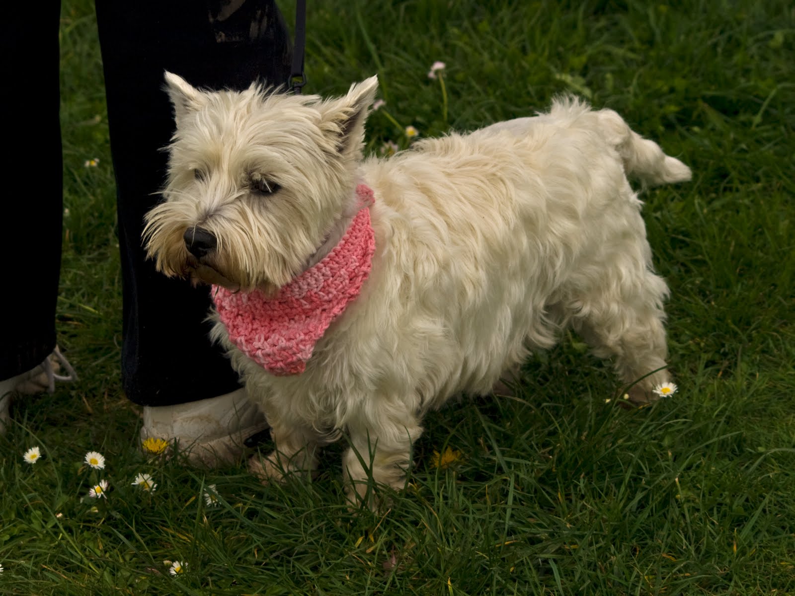 Category Dog West Highland Terrier