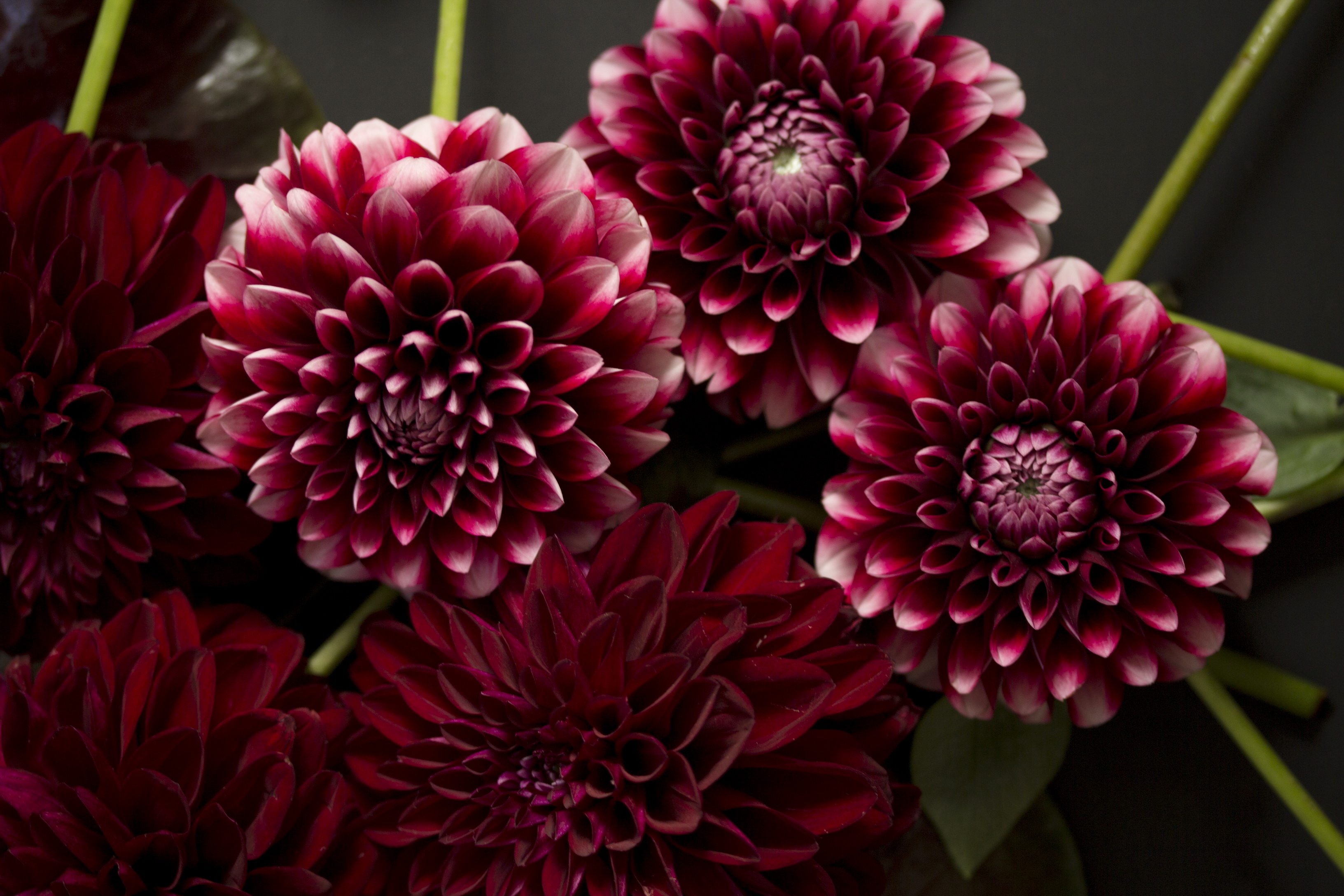 Dahlias Flowers Wallpaper HD