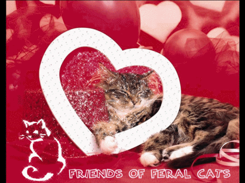 Valentines Wallpaper Valentine Cats Happy Day