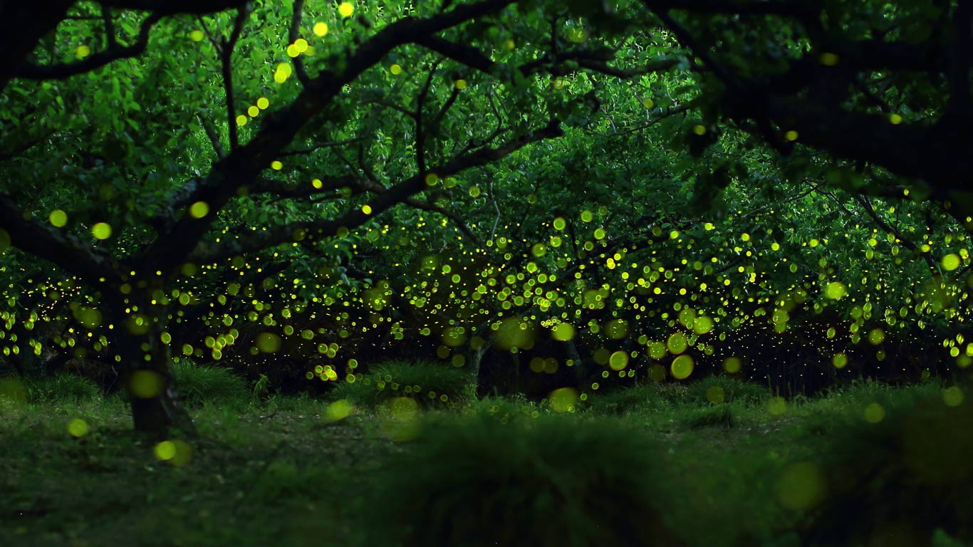 Image Fireflies Long Exposure Photograph Of In A