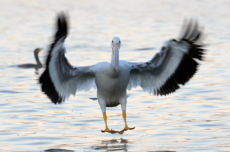 Kb Jpeg American White Pelican Landing On Water At Dawn