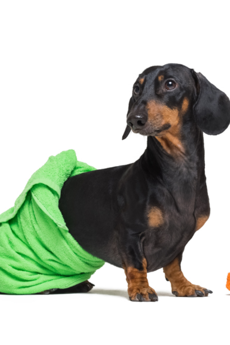 Lovely Dog Dachshund Black And Tan Wrapped In A Green Towel