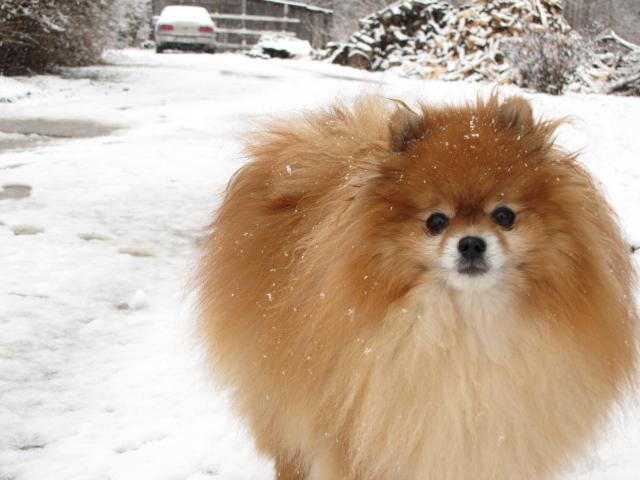 Baby Toy Pomeranian Pictures HD Wallpaper Car