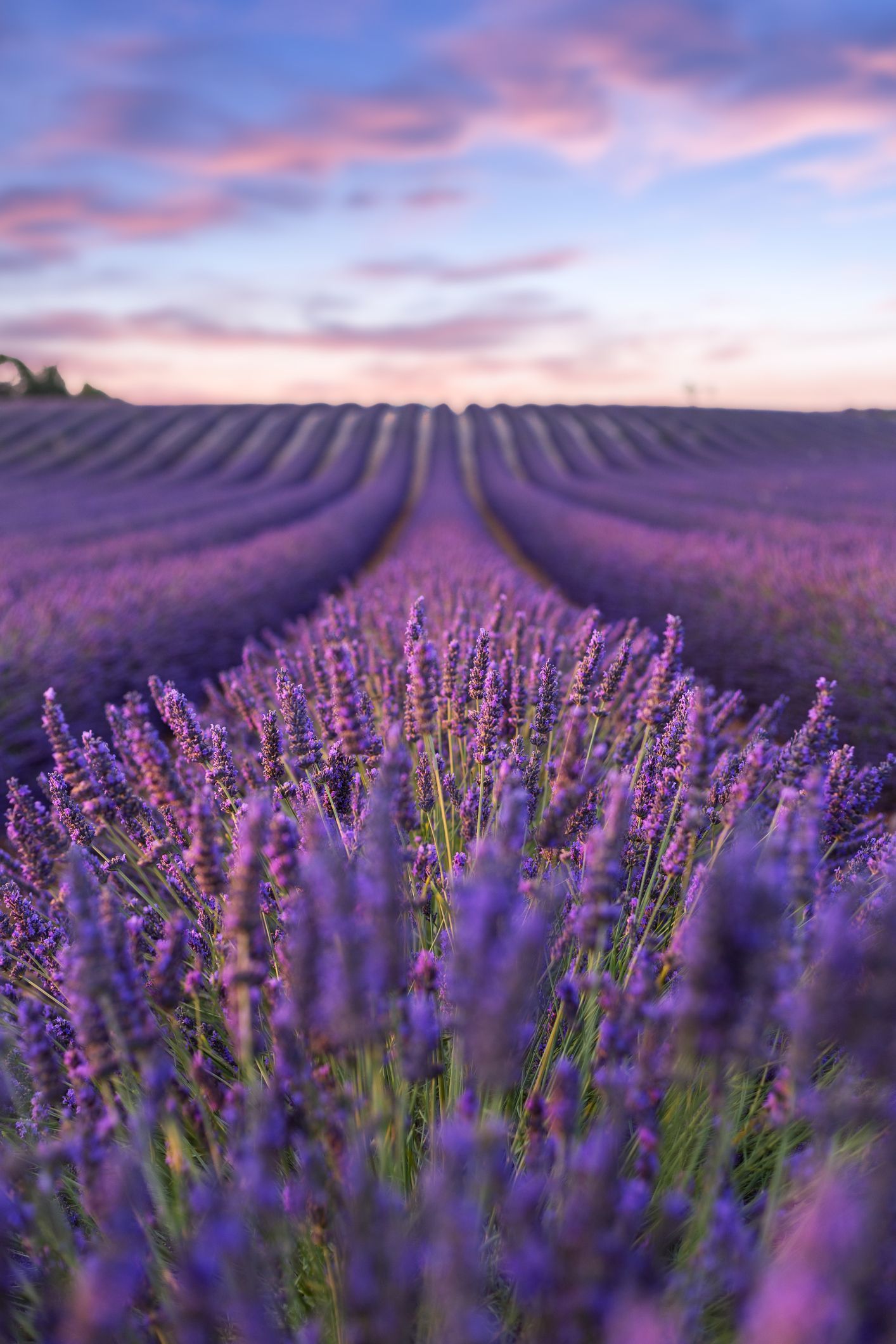 Lavender Fields Clouds Wallpaper