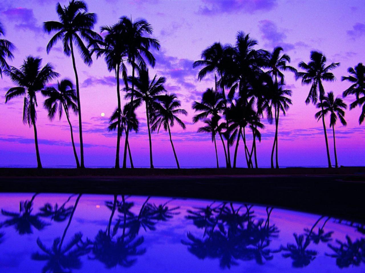 Purple Tree Wallpaper