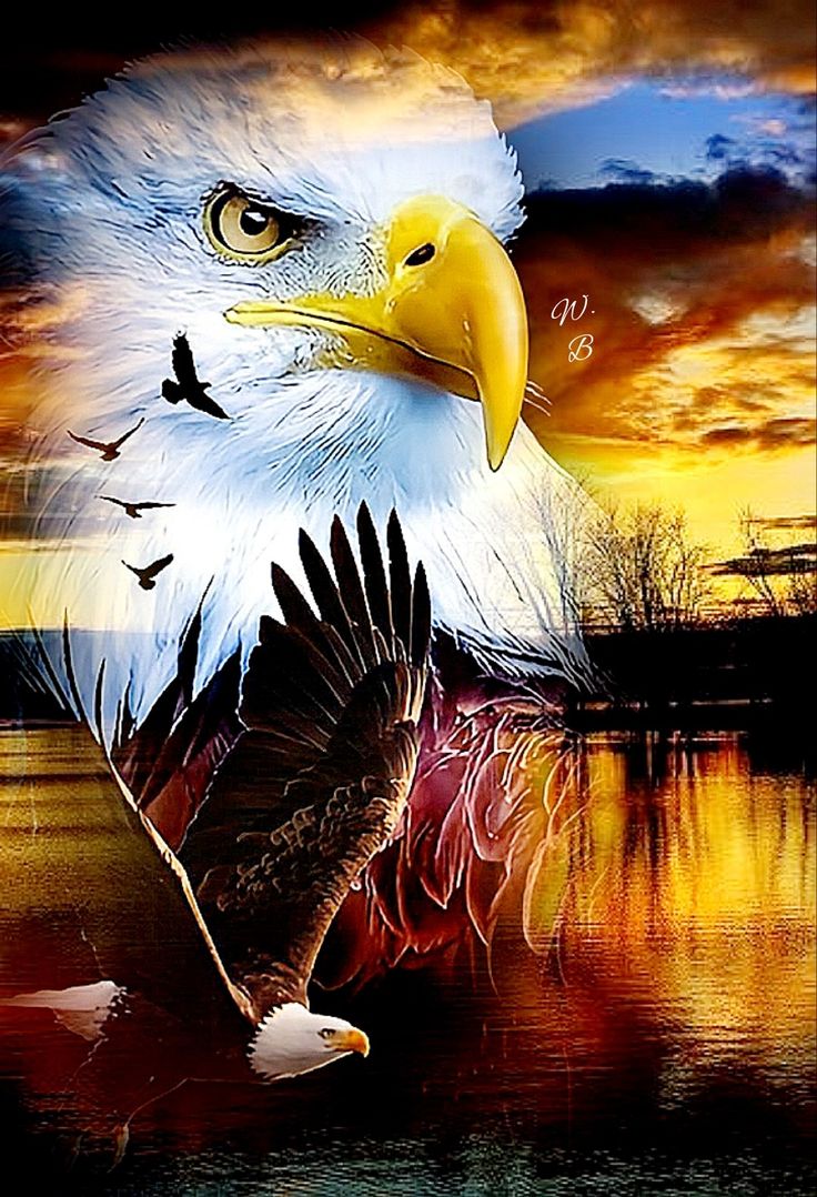 Eagle Image Picture Wallpaper iPhone