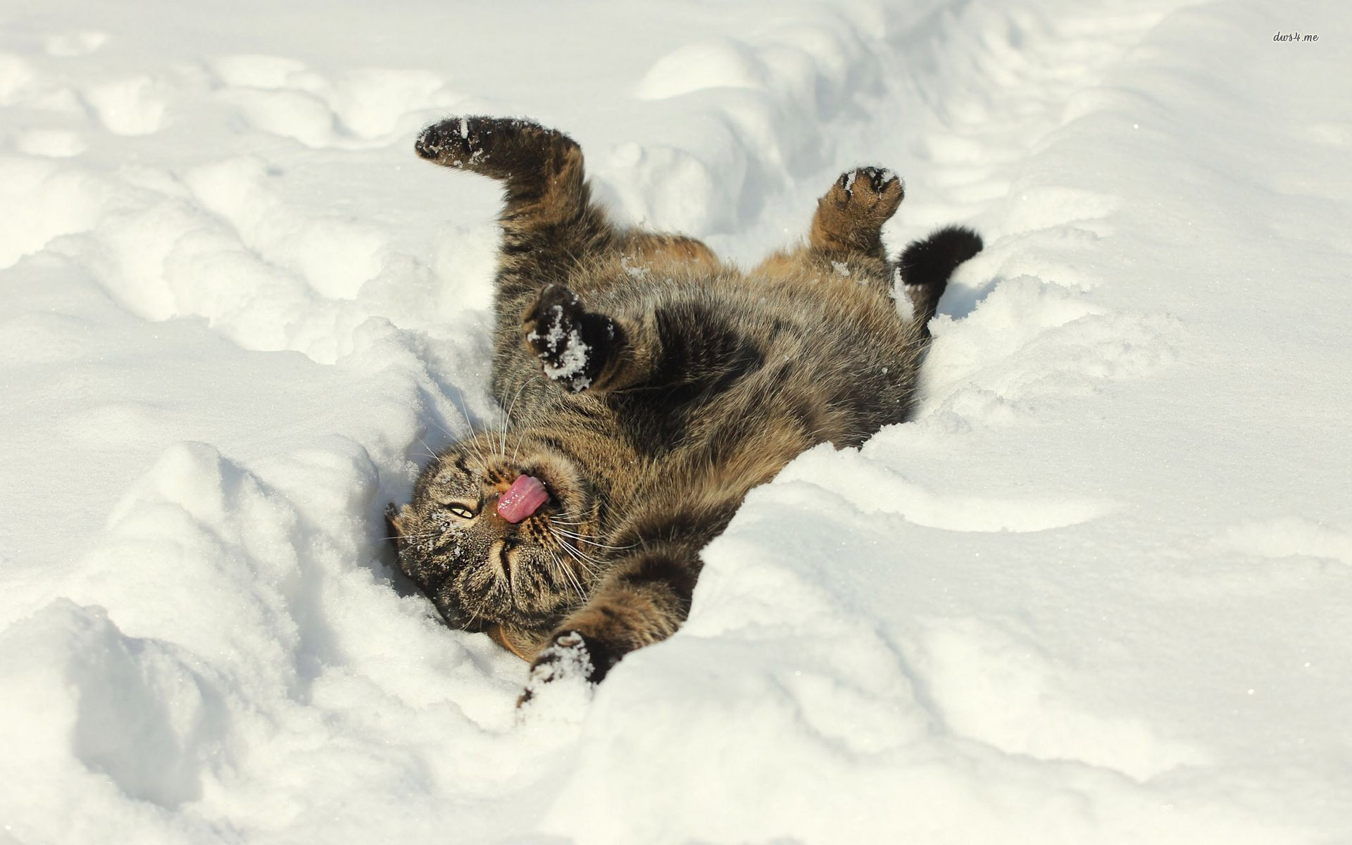 Funny Cat In The Snow Wallpaper Animal