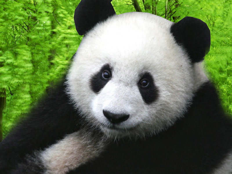 Cute Panda HD Wallpaper