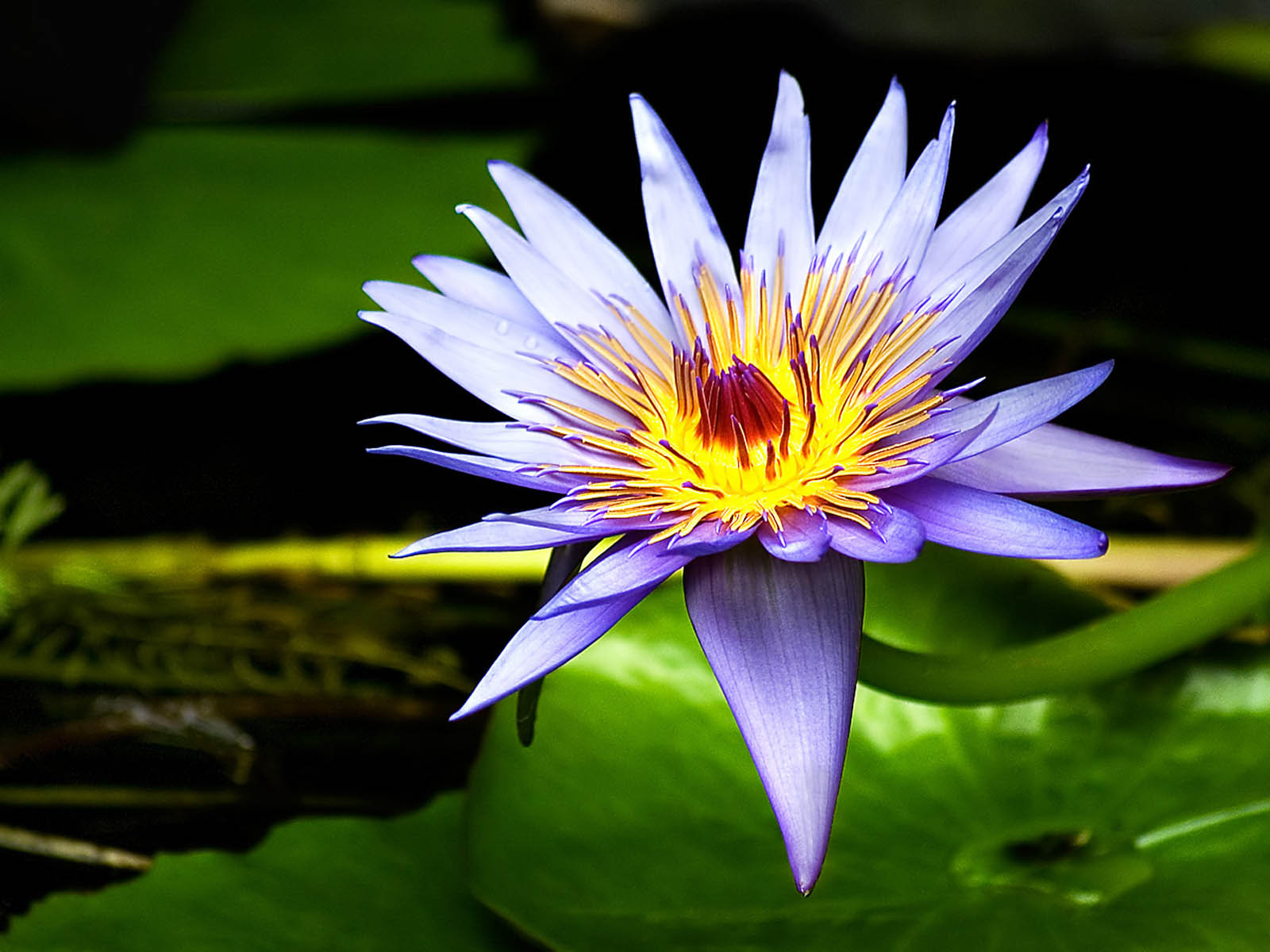  desktop backgrounds water lily flowers wallpapers water lily flower