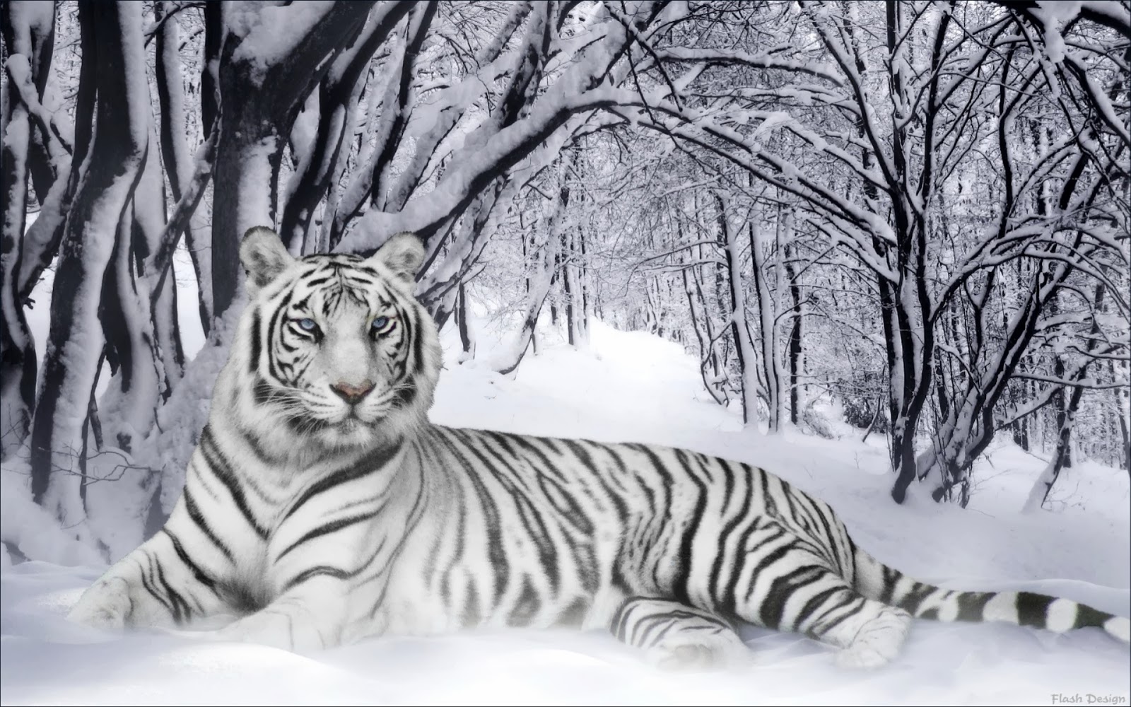 White Tiger Snow Wallpaper HD