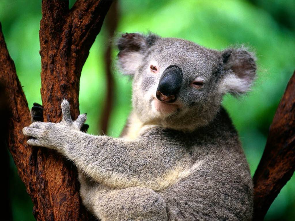 Funny Koala Wallpaper Animal
