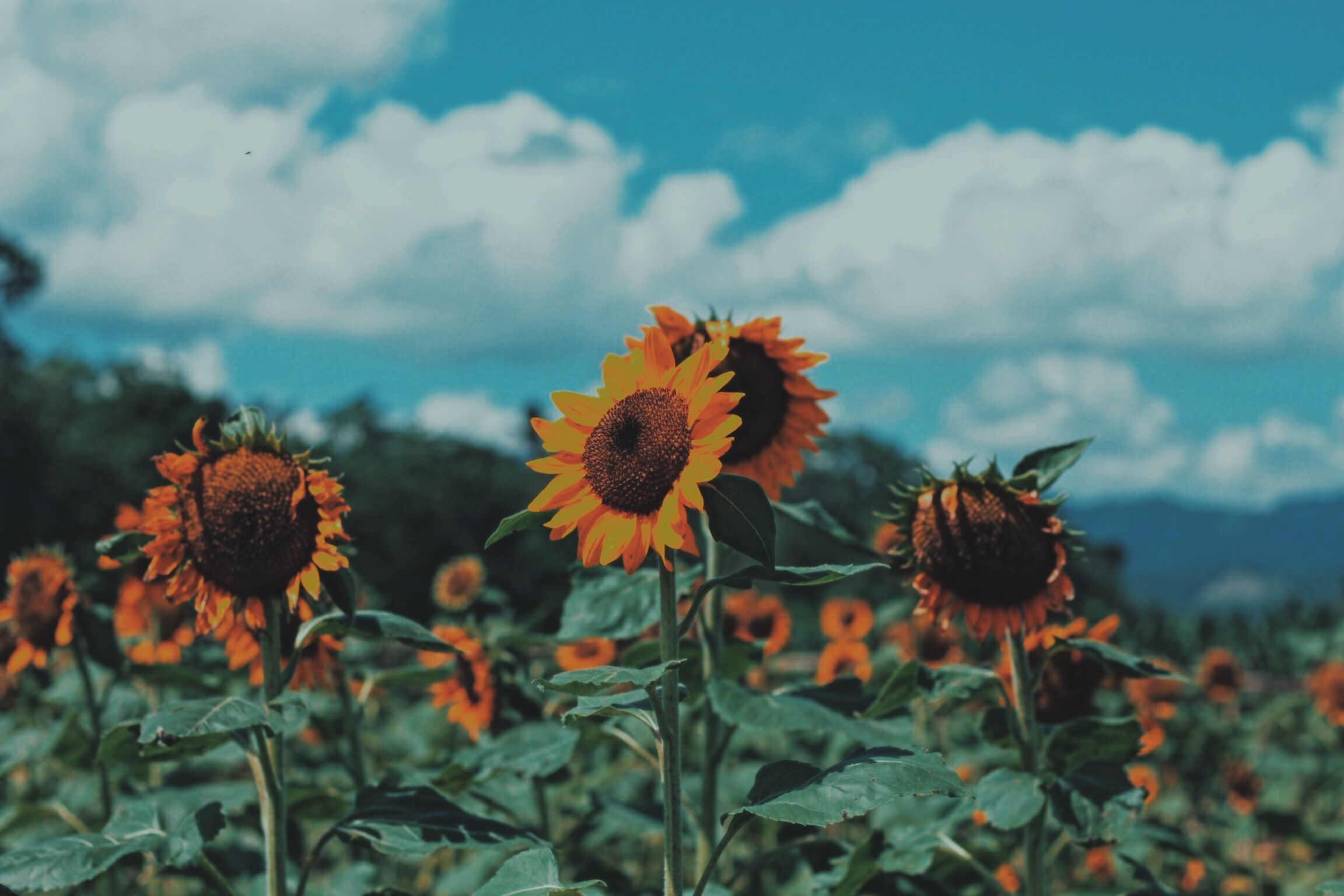 Aesthetic Sunflower Wallpaper HD