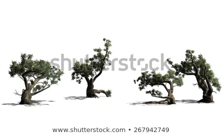 Free download Jeffrey Pine Tree Cluster Isolated On Stock Illustration ...