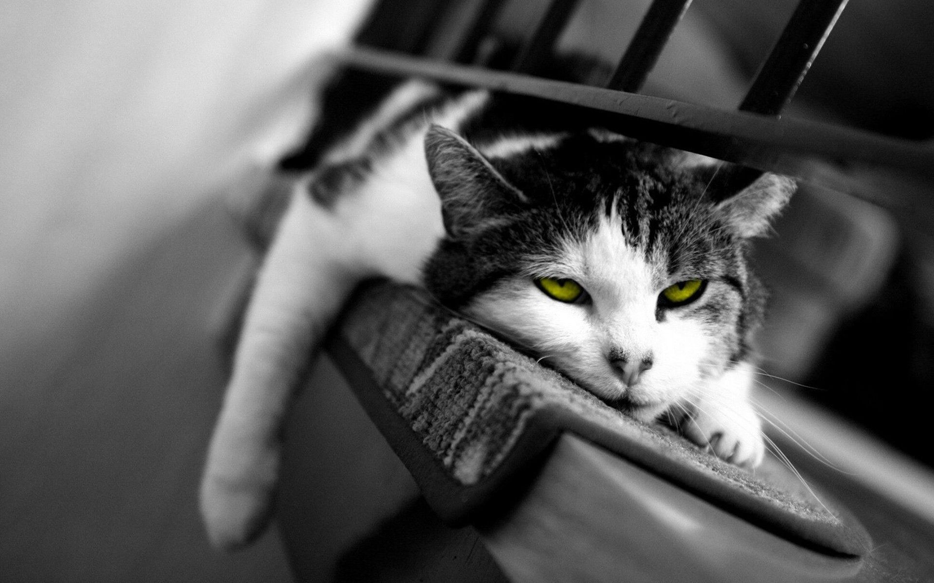 Black And White Lazy Cat Wallpaper HD Life