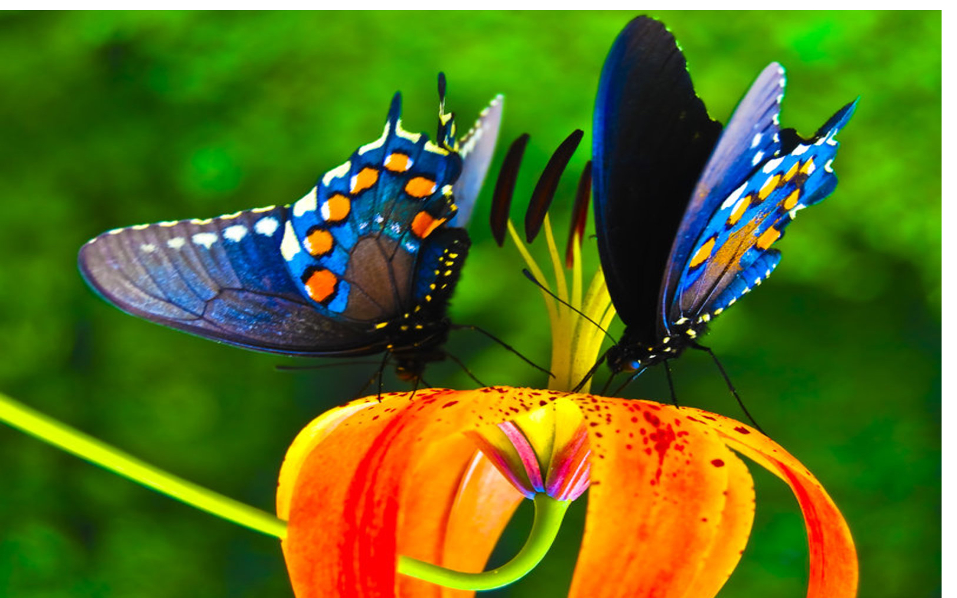 Colorful Butterfly Wallpaper High Resolution