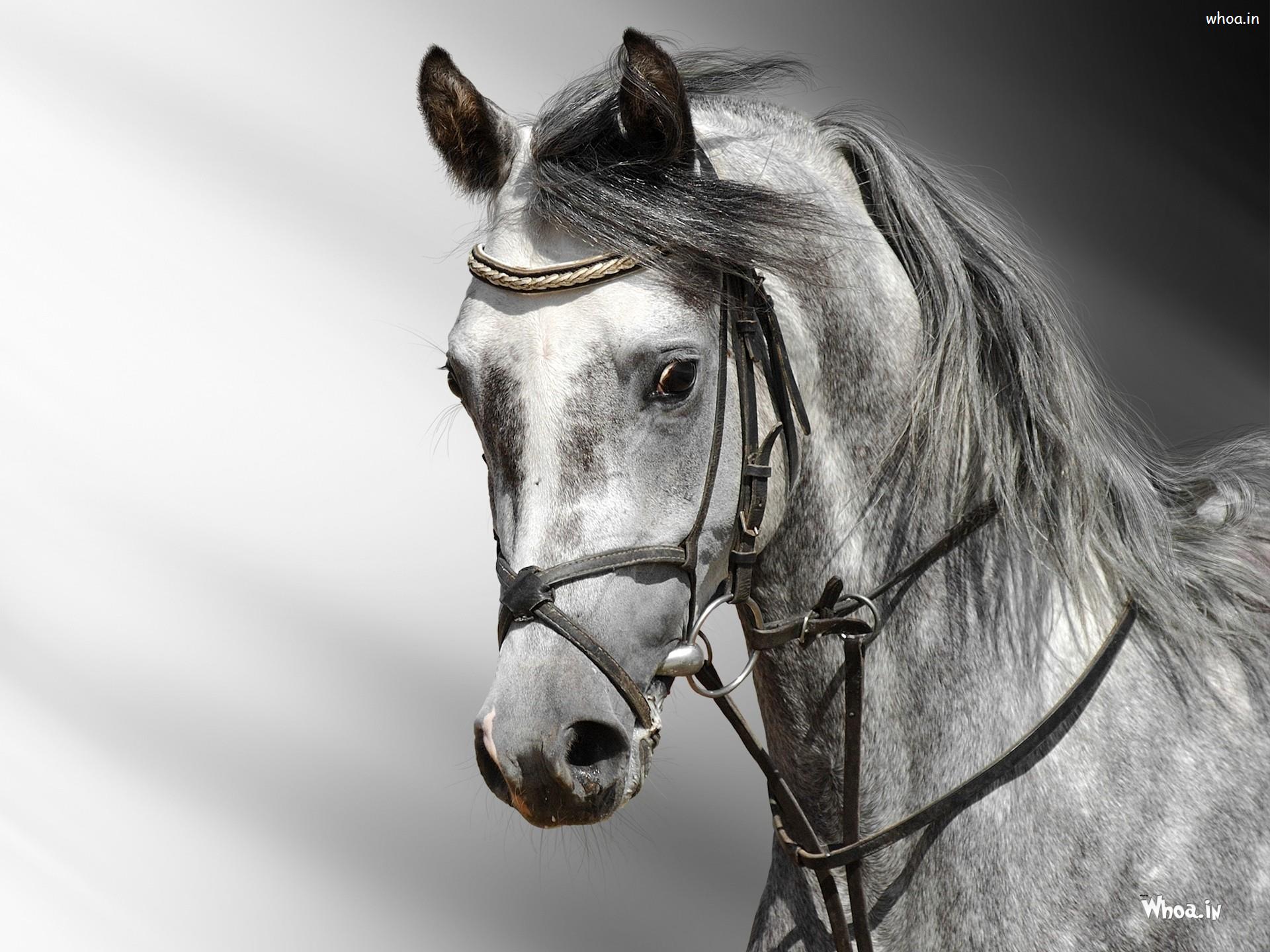 White Horses Wallpaper