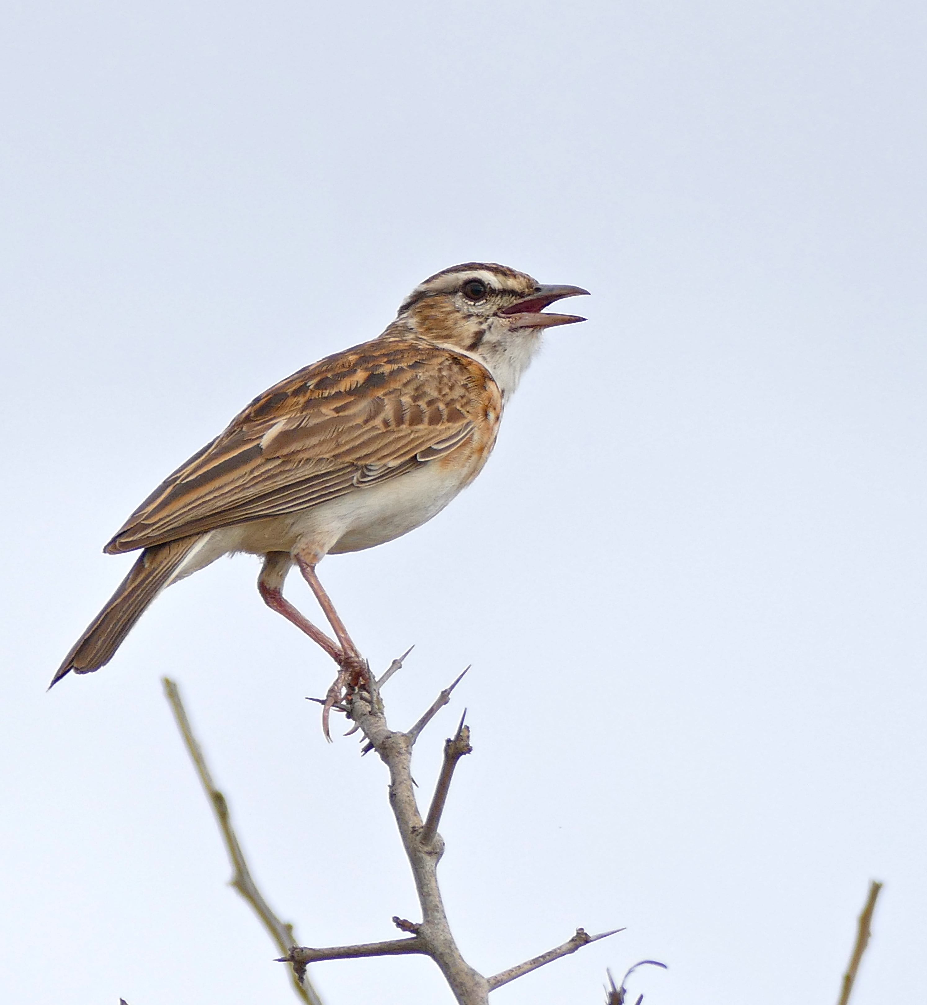 Brown Bird Perching On Branch During Daytime Lark HD Wallpaper