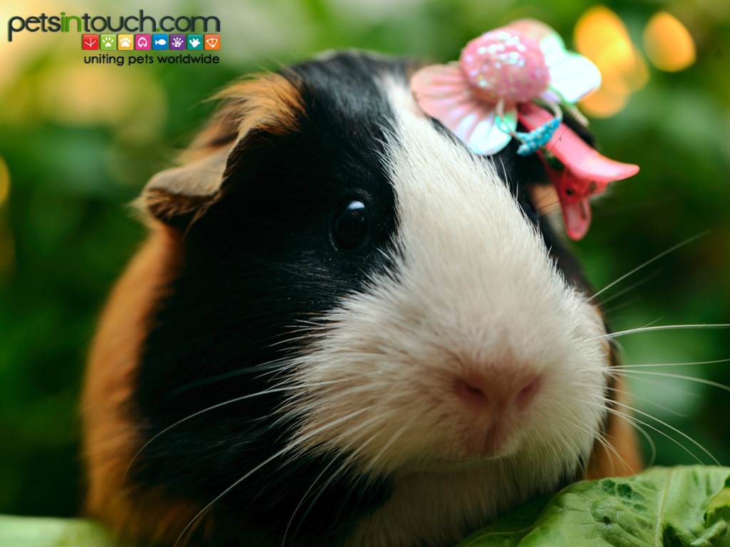 Funny Hamster Wear Ribbons Wallpaper
