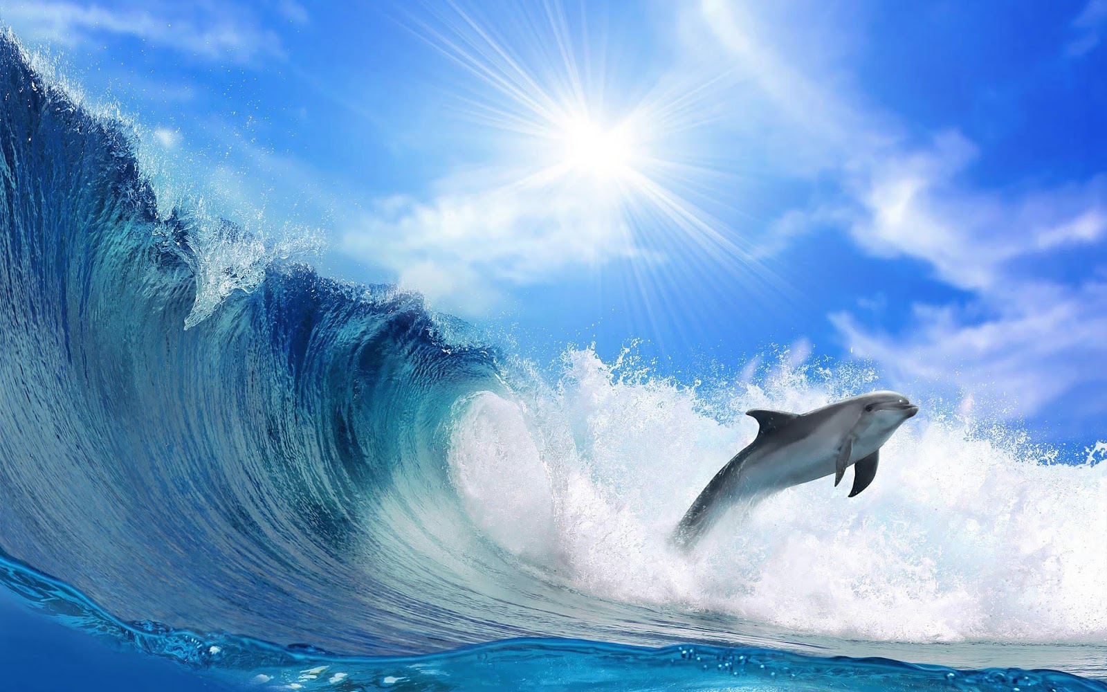 Wallpaper Of A Dolphin And Big Wave HD Animals