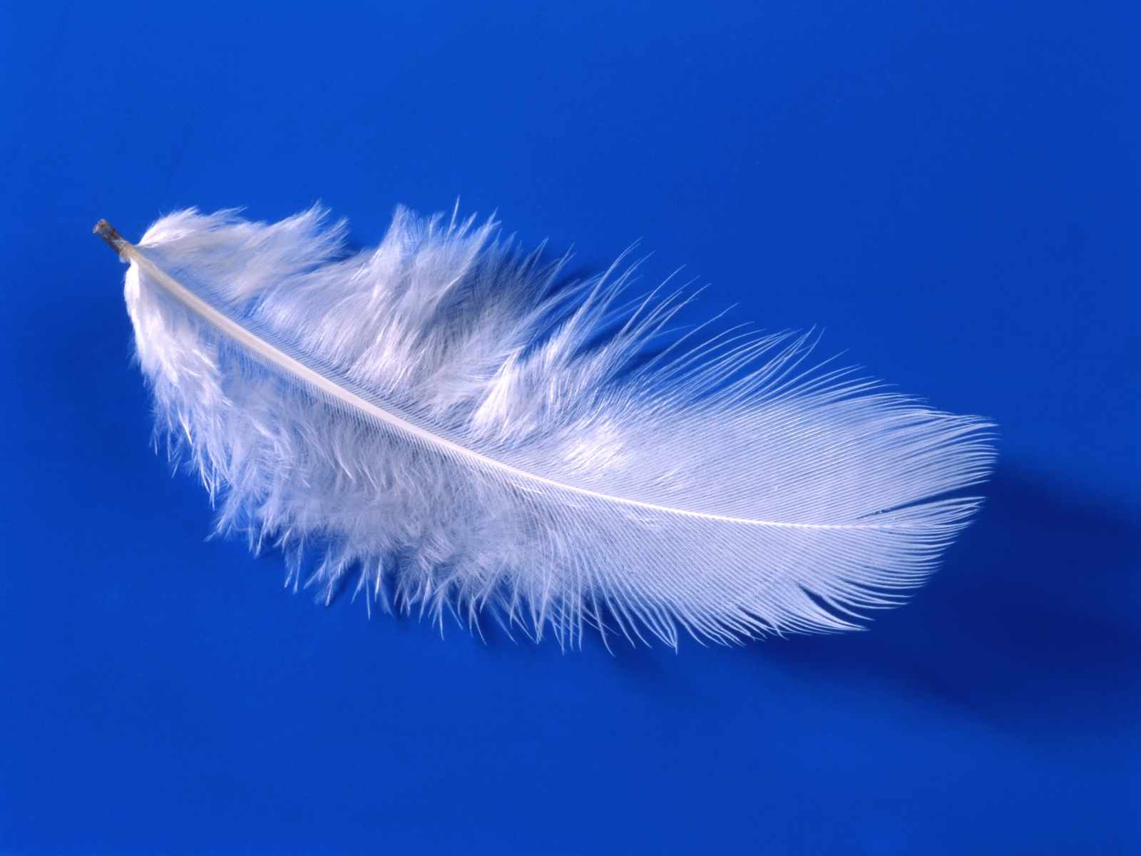 Feather Wallpaper HD Photos One Pictures Background