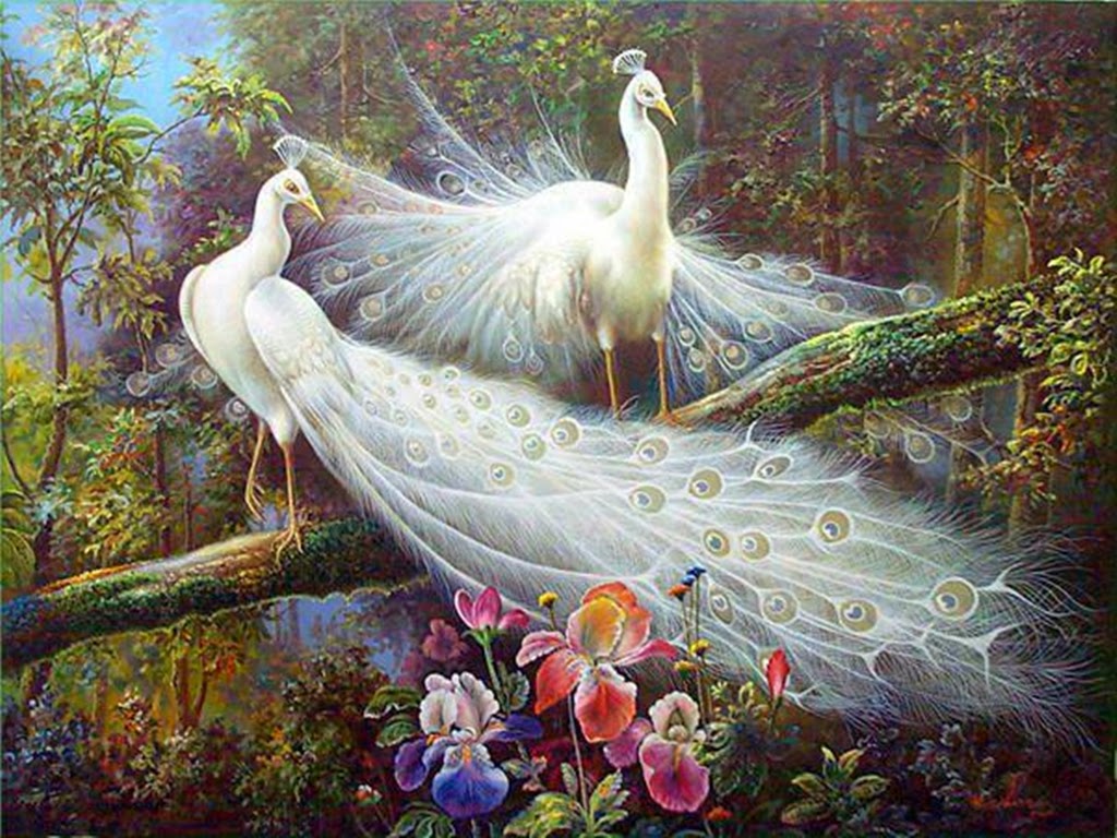 White Peacock Painting HD Wallpaper Pictures