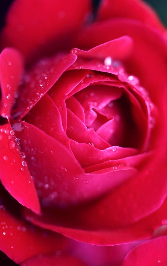 Flowers HD And Widescreen Wallpaper Rose Image