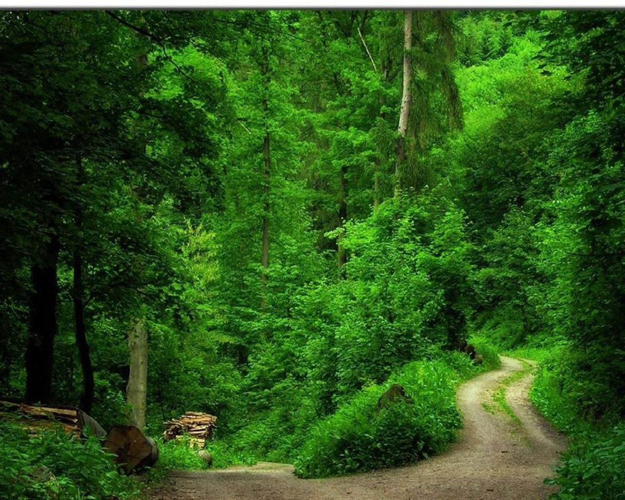 Green Forest Trees Wallpaper Green green fo