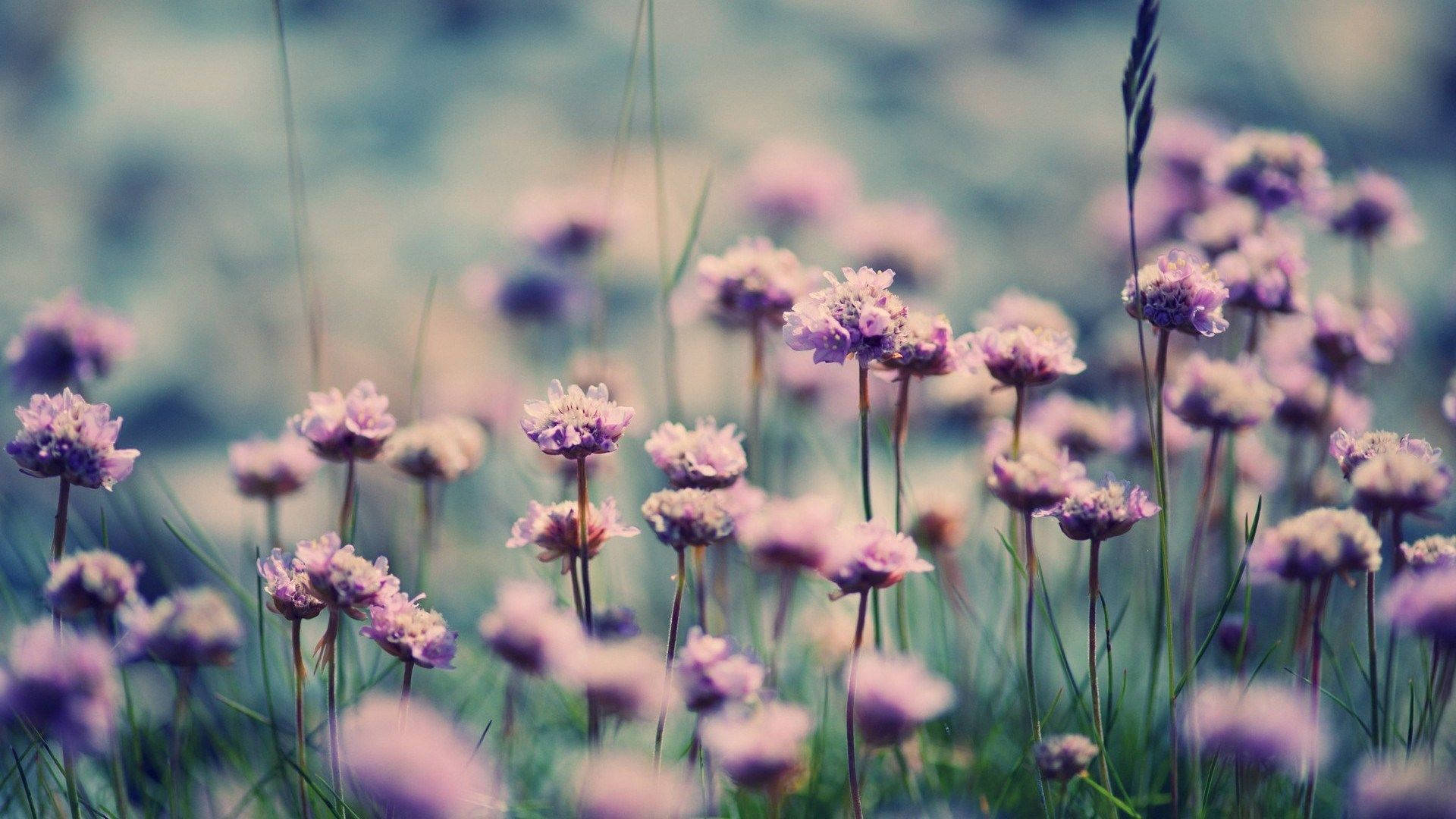 Floral Desktop Wallpaper