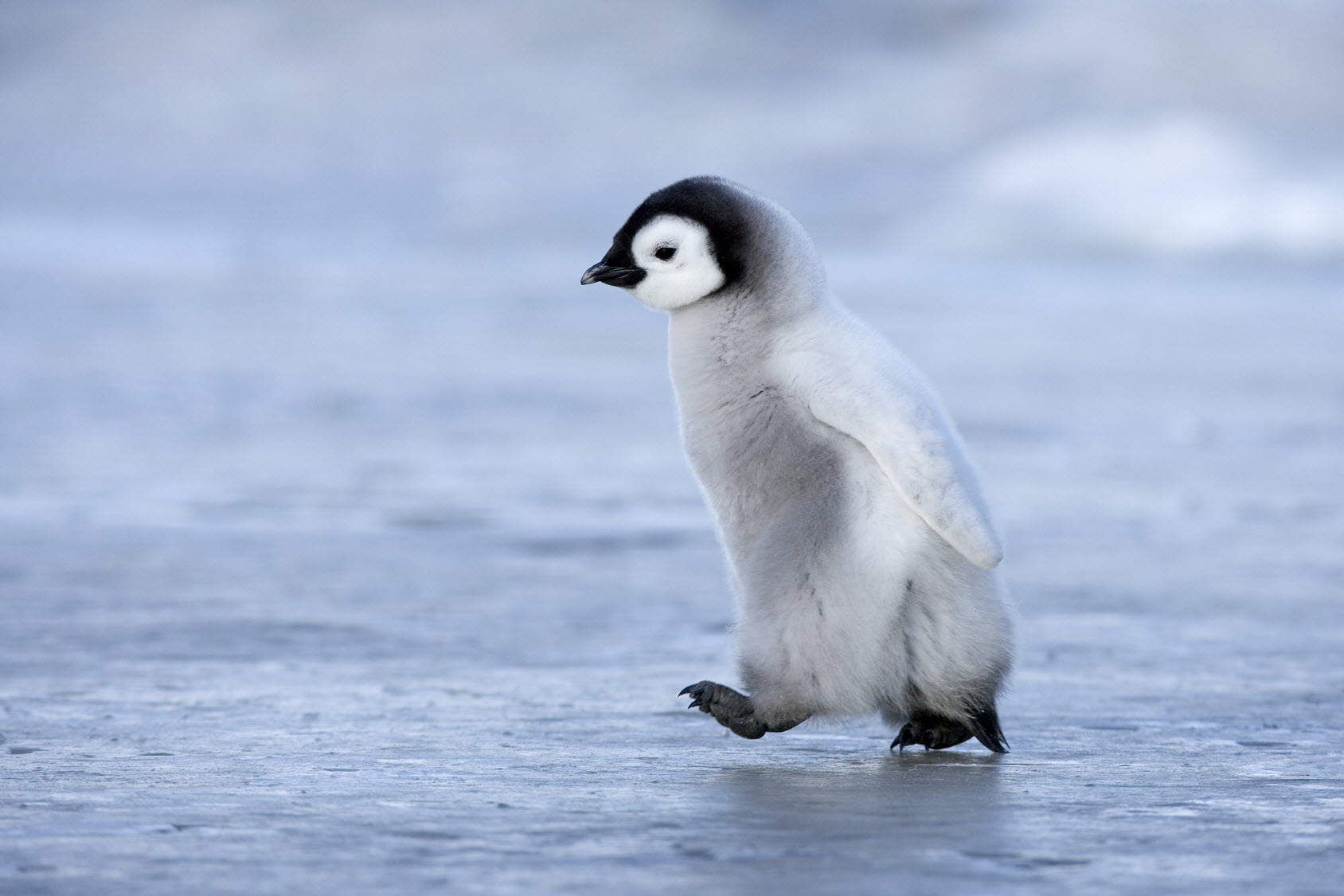 Cute Penguin Image Pictures New Full HD Photoshoots