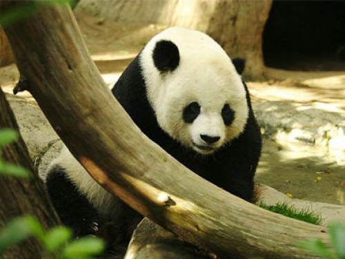 Screensaver Screensavers Panda Bear