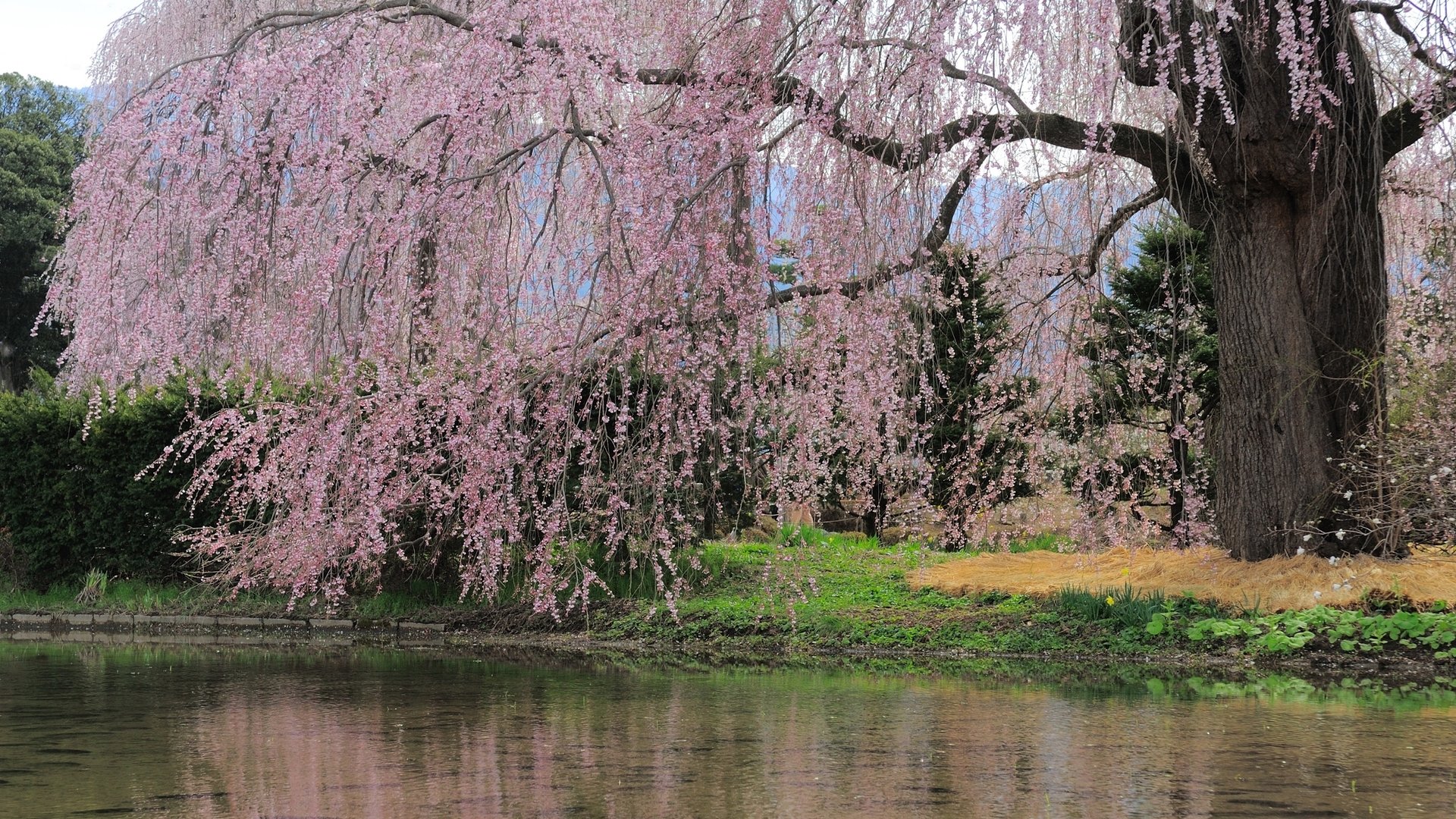 Cherry Tree Over The Water Widescreen Wallpaper