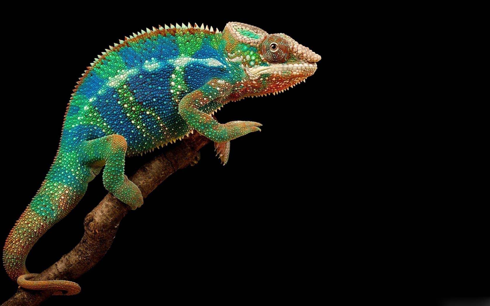 Animal Chameleon Colored Black Background Wallpaper