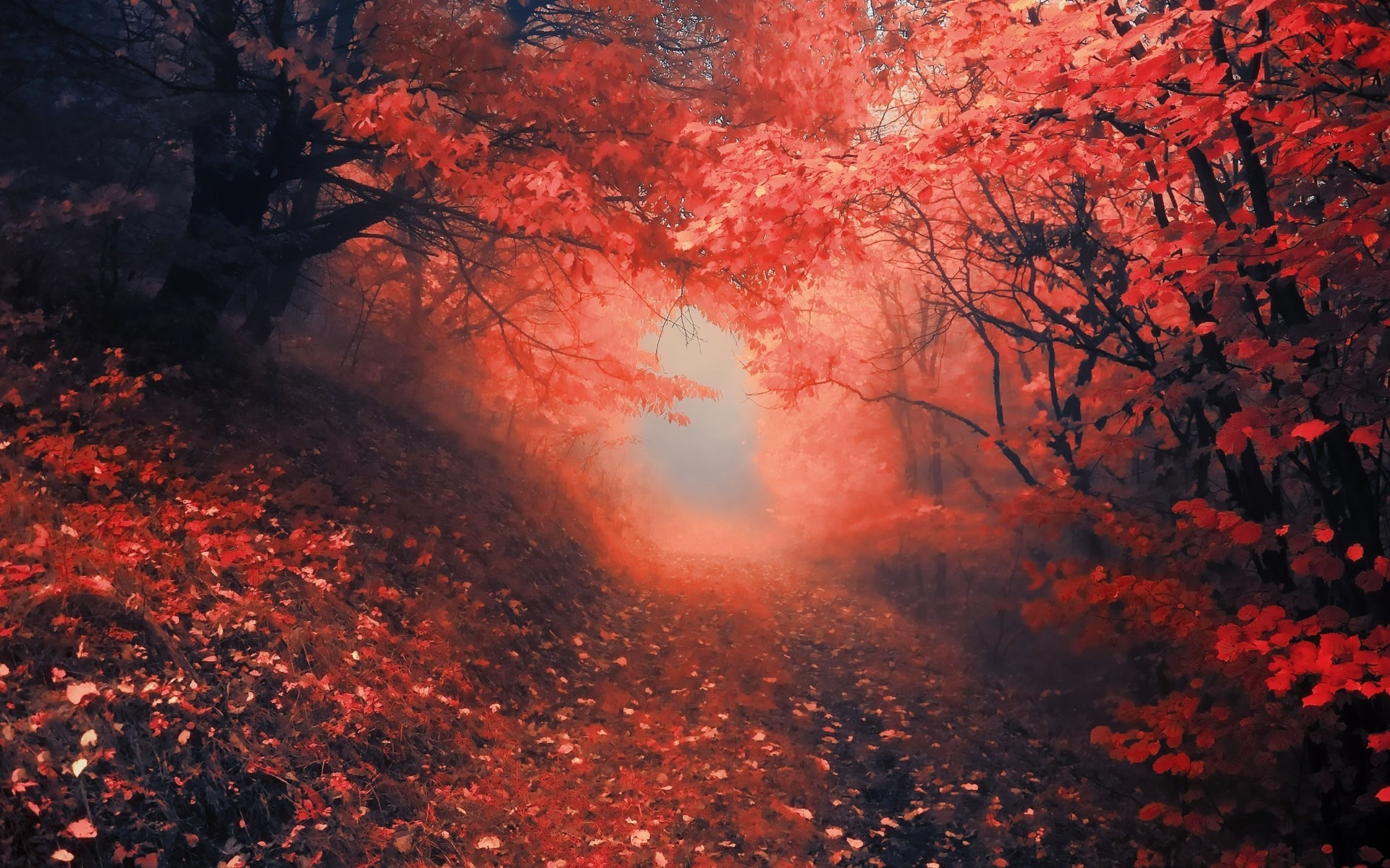 Nature Roads Landscapes Trees Forest Path Trail Leaves Red Autumn
